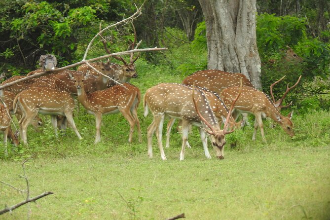 Yala National Park Special Leopard Safari Tour - How the guide can affect the experience