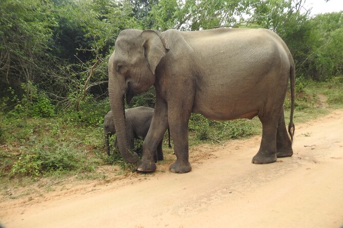 Yala National Park Special Leopard Safari Tour - Who will get the most from this tour
