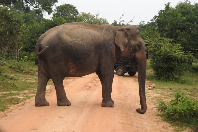 Yala National Park Special Leopard Safari Tour - Booking and cancellation details