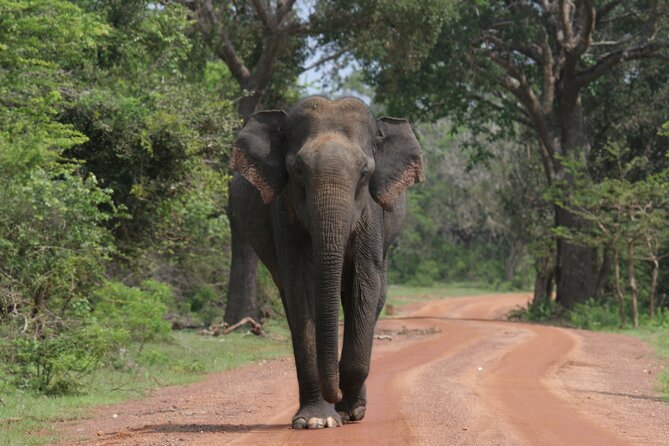 Yala National Park Special Leopard Safari Tour - What the five-hour park visit feels like