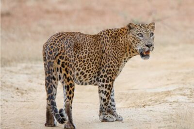 Yala National Park Special Leopard Safari Tours By Dinuka Safari