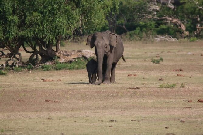 Yala National Park Tour From Hambantota Port - From Hambantota Port to Yala’s gates