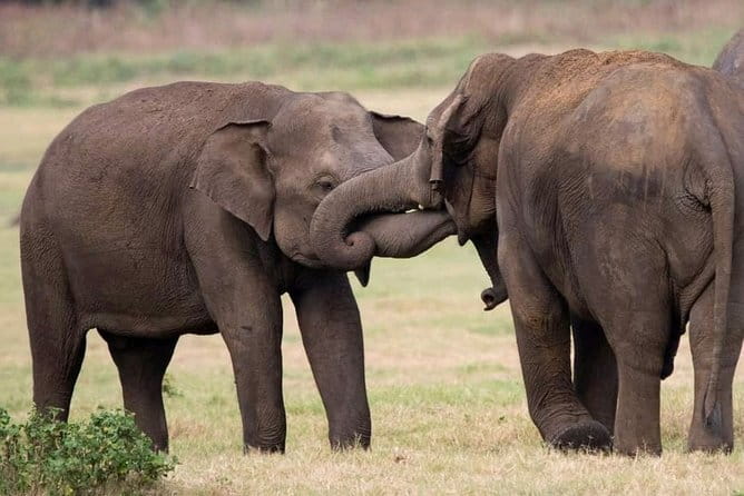 Yala National Park Tour From Hambantota Port - How the guides shape the day