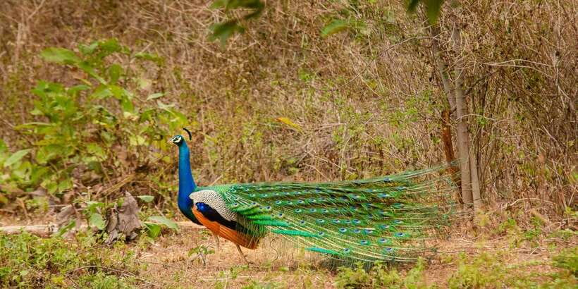 Yala National Park Wildlife safari from Mirissa - Why Yala is worth the long day from Mirissa