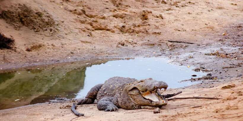 Yala National Park Wildlife safari from Mirissa - Three hours of wildlife viewing inside Yala