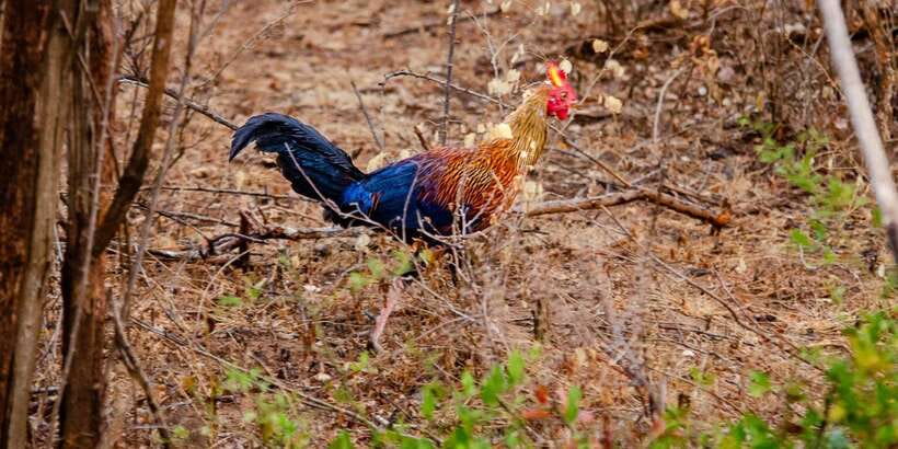 Yala National Park Wildlife safari from Mirissa - Rain, weather, and the pace of the drive