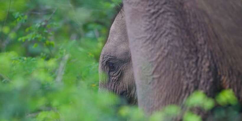 Yala National Park Wildlife safari from Mirissa - The return journey to Mirissa