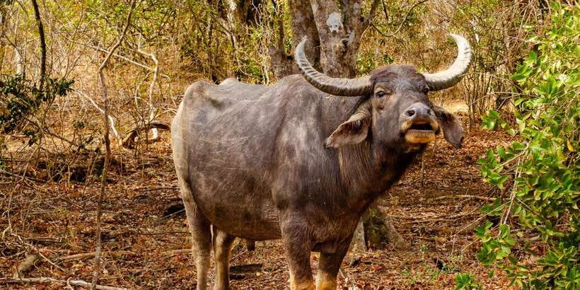 Yala National Park Wildlife safari from Mirissa - Who should choose this safari?