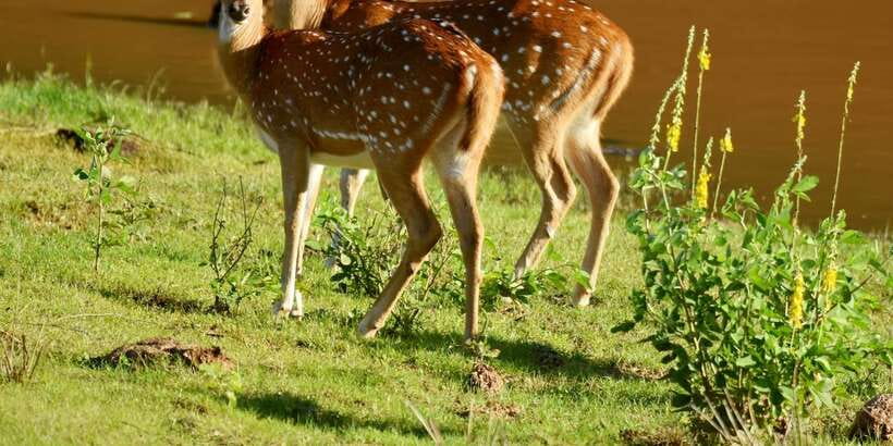 Yala National Park Wildlife safari from Mirissa - The early pickup from Mirissa