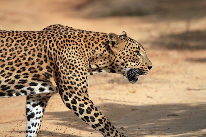 Yala National Park Wildlife Safari/ Game Drive - by Ajith Safari - Inside Yala: What the Safari Can Feel Like