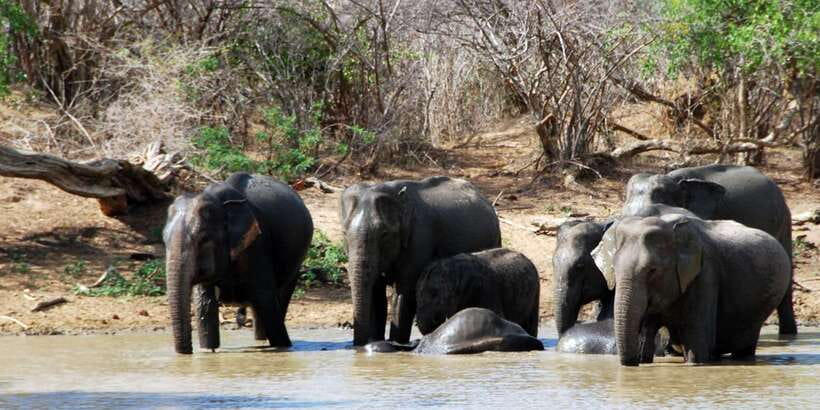Yala: Private Safari Day Trip with Lunch & Entry Fees - Key points to know before booking
