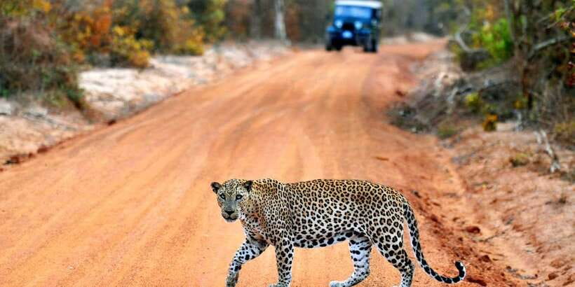 Yala: Private Safari Day Trip with Lunch & Entry Fees - Why this Yala day trip is practical