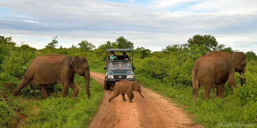 Yala: Private Safari Day Trip with Lunch & Entry Fees - Four hours among Yala’s animals