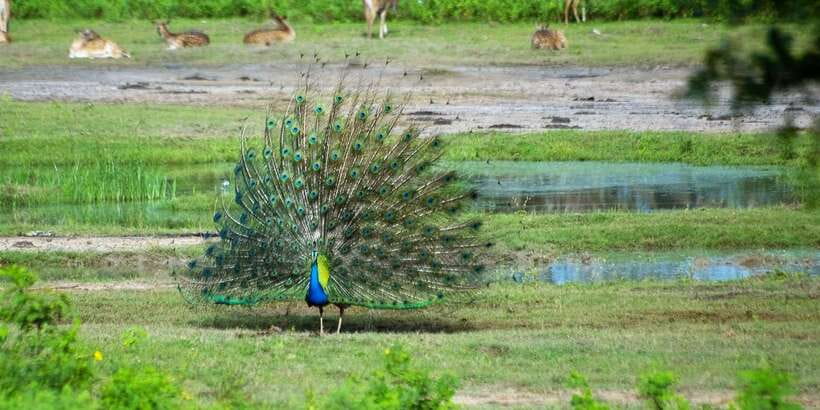 Yala: Private Safari Day Trip with Lunch & Entry Fees - The honest truth about leopard and bear sightings