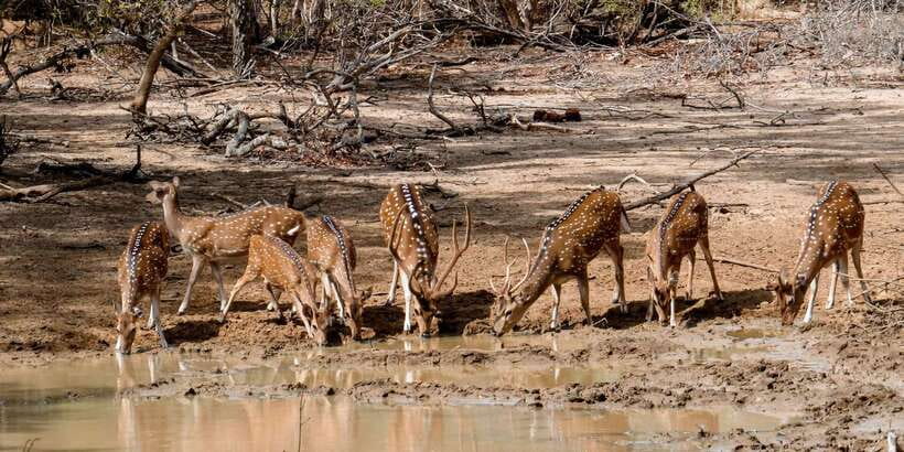 Yala: Private Safari Day Trip with Lunch & Entry Fees - Lunch at a local restaurant