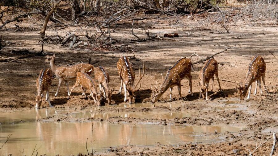 Yala: Private Safari Day Trip with Lunch & Entry Fees - Morning or evening safari?