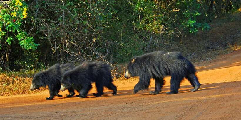 Yala: Private Safari Day Trip with Lunch & Entry Fees - Early pickup and the road to Yala