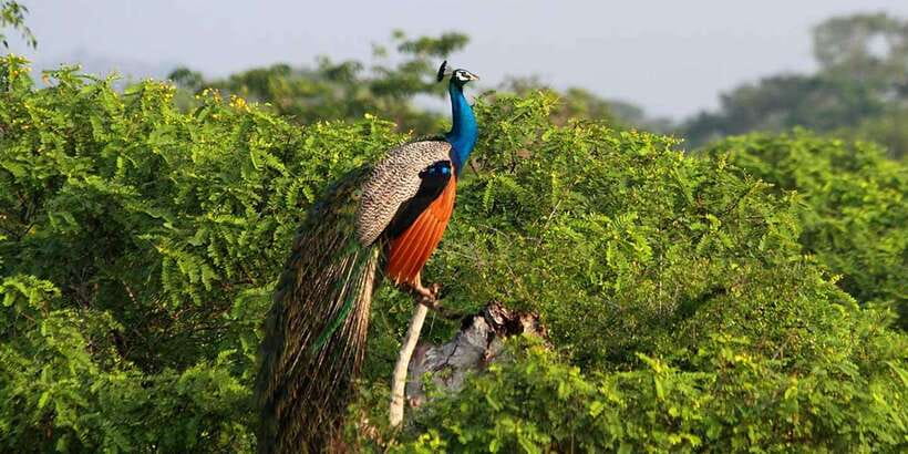 Yala Private Safari: Half-Day or Full-Day with Picnic Lunch - Choosing Between Three Safari Timings