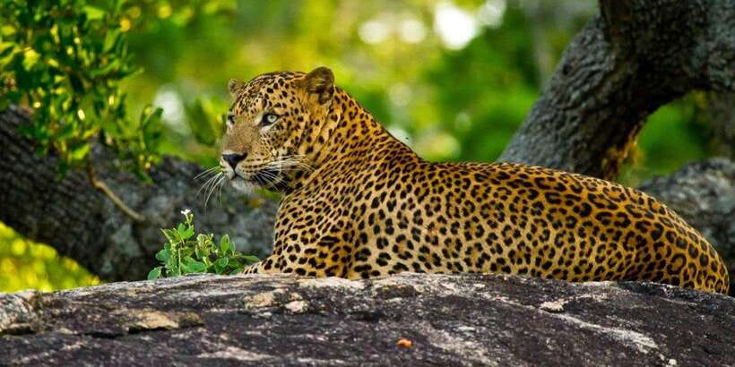 Yala Private Safari: Half-Day or Full-Day with Picnic Lunch - What the Private Jeep Changes