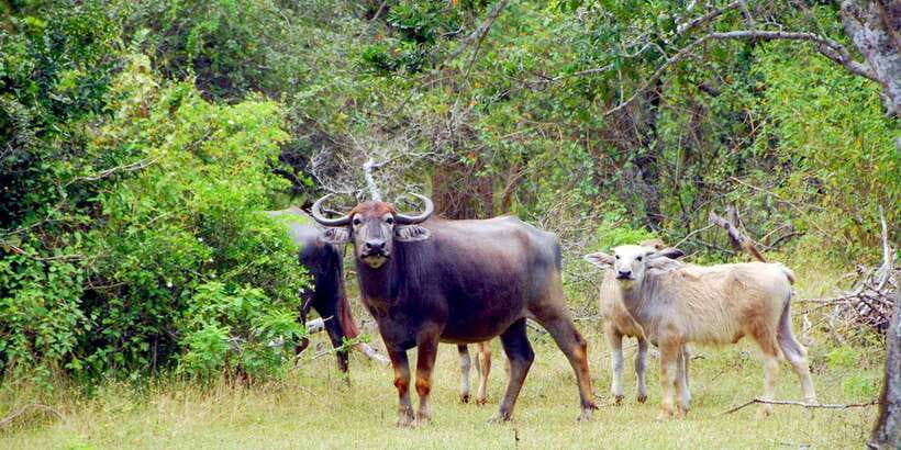 Yala Private Safari: Half-Day or Full-Day with Picnic Lunch - Why the Full-Day Option May Be Worth It