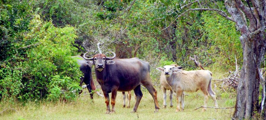 Yala Private Safari: Half-Day or Full-Day with Picnic Lunch - Who Will Get the Most From This Safari?