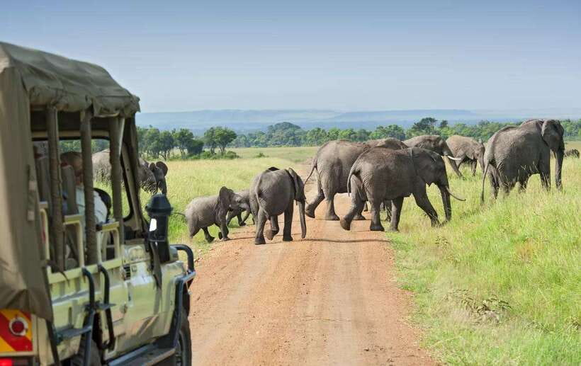 Yala Safari : 7 hour & 12 hour Tours - The Leopard Search and the Luck Factor