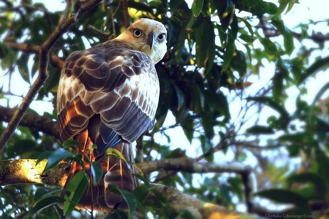 Yala Safari by Yala Safari Wonders - The Four-Hour Drive Through Yala National Park