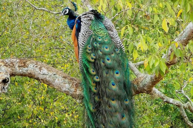 Yala Safari by Yala Safari Wonders - Pickup, Tickets, and Simple Planning