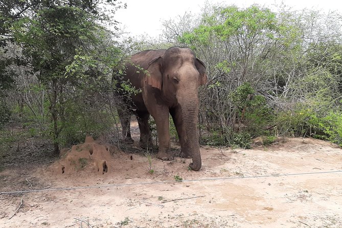 Yala Safari by Yala Safari Wonders - What Could Be Better