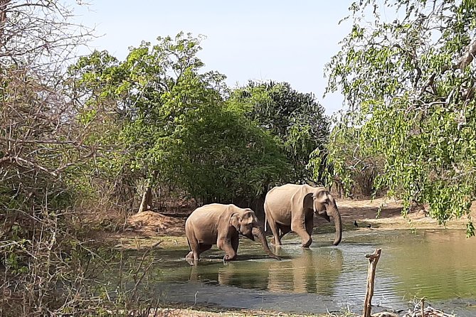Yala Safari by Yala Safari Wonders - Who Will Enjoy This Safari Most?