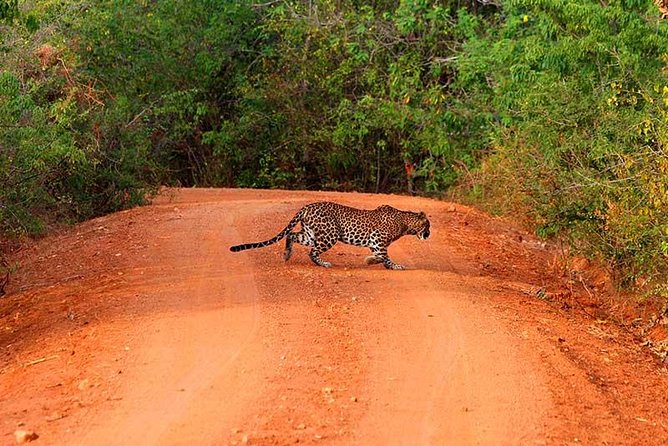 Yala Safari Day Trip from Bentota/ Kalutara/ Ahungalla/ Hikkaduwa - Key points to know before booking