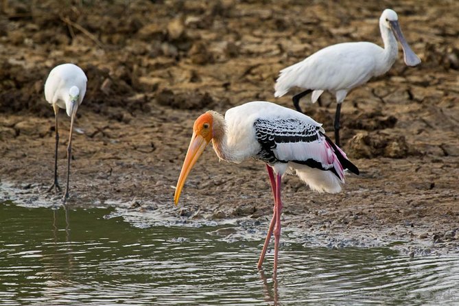 Yala Safari Day Trip from Bentota/ Kalutara/ Ahungalla/ Hikkaduwa - Is $200 per person good value?
