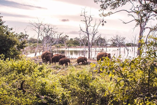 Yala Safari Day Trip from Bentota/ Kalutara/ Ahungalla/ Hikkaduwa - Who will enjoy this day most?