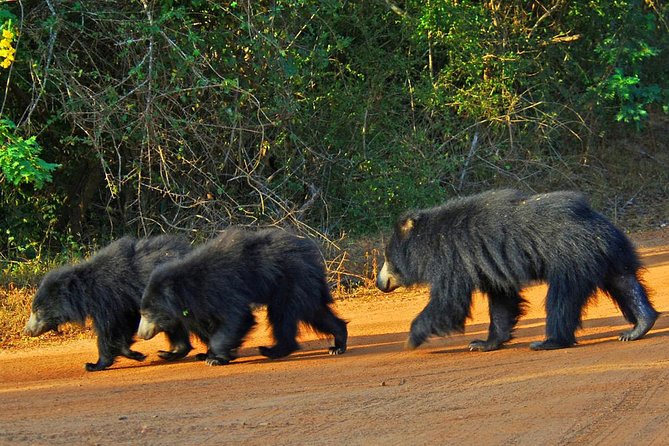 Yala Safari Day Trip from Bentota/ Kalutara/ Ahungalla/ Hikkaduwa - From the coast to the park entrance