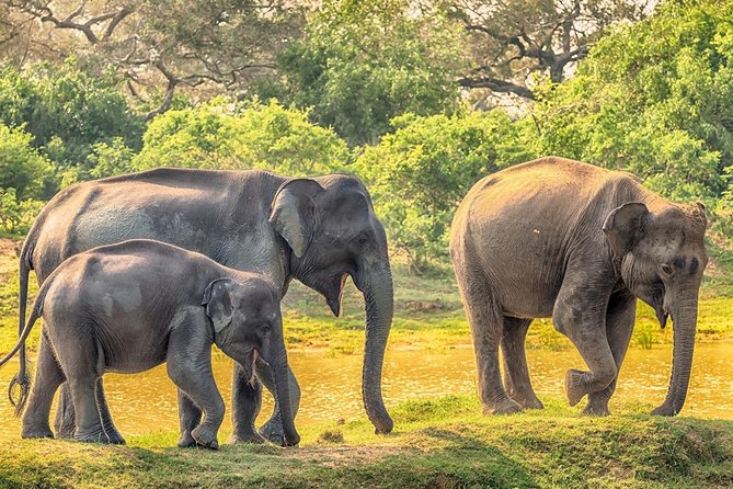 Yala Safari Drive From Galle, Weligama, Mirissa & Dickwella - Why this Yala safari works well from the south coast