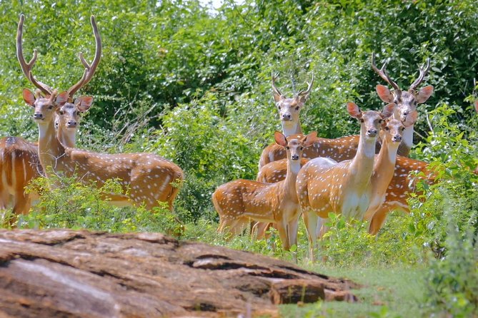 Yala Safari Drive From Galle, Weligama, Mirissa & Dickwella - Yala’s forests, wetlands, and birdlife