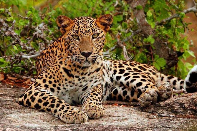 Yala Safari Drive From Galle, Weligama, Mirissa & Dickwella - What the animal sightings may really be like