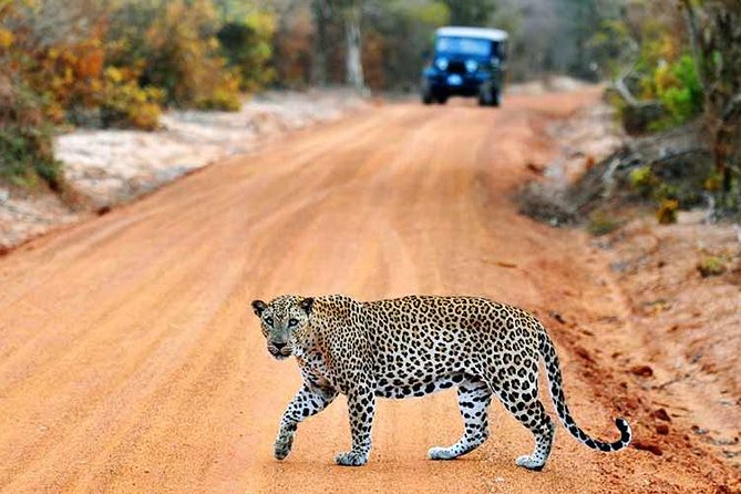 Yala Safari from Hambantota Port by BTM - Private & All Inclusive - Getting from the port to Yala National Park
