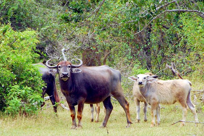 Yala Safari from Hambantota Port by BTM - Private & All Inclusive - The Jeep question: comfort varies