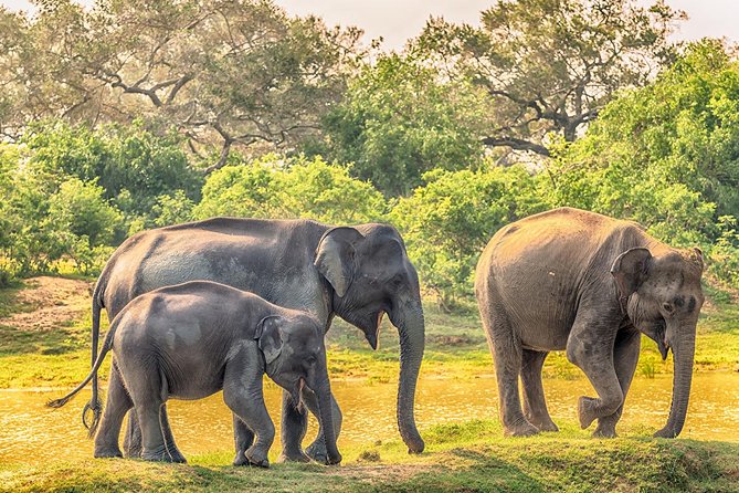 Yala Safari from Hambantota Port by BTM - Private & All Inclusive - Choosing between dawn, afternoon, and full day