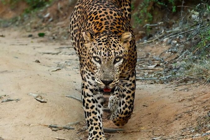 Yala Safari Half Day Tour - Five things to know before booking