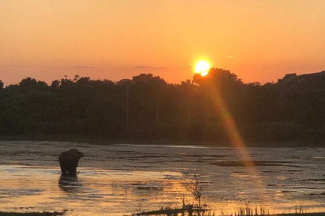 Yala Safari Half Day Tour - Why this Yala safari is worth considering
