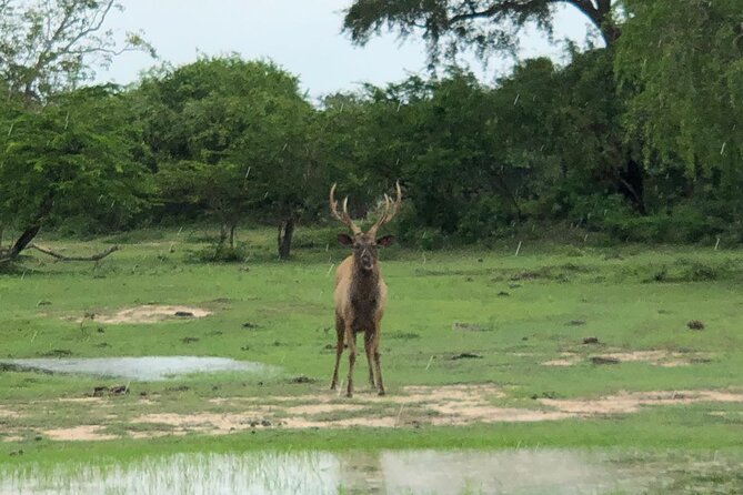 Yala Safari Half Day Tour - The 2:00 PM afternoon safari