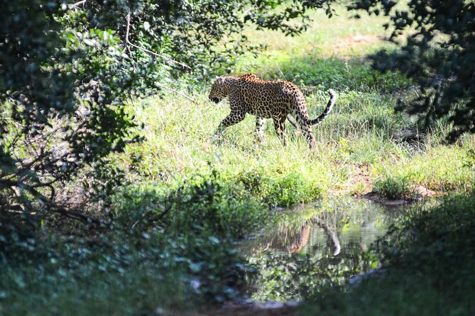 Yala Safari Half Day Tour - What the Hilux jeep adds