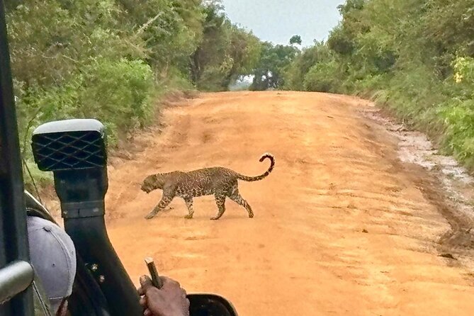 Yala Safari Half Day Tour - Price, group size, and overall value