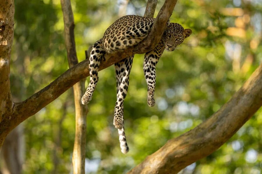 Yala Safari: High-Luxury PRIVATE Tours with Entry Tickets - Picking a six-hour morning safari or a full day