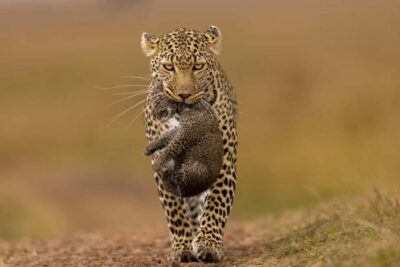 Yala Safari: High-Luxury PRIVATE Tours with Entry Tickets