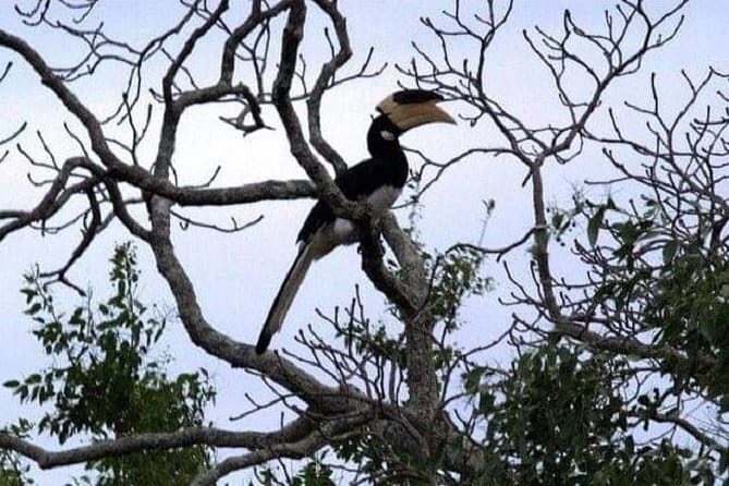 Yala Safari Private Day Tour From Kaluthara/Beruwala/Bentota/Kosgoda/Ahungalla - Why Yala makes a demanding day trip worthwhile