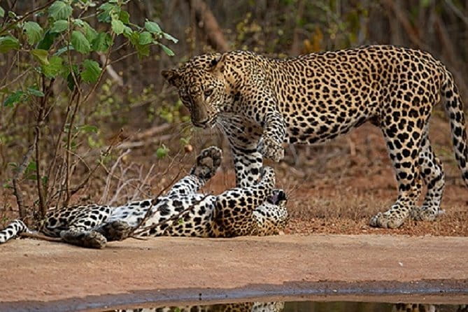 Yala Safari Private Day Tour From Kaluthara/Beruwala/Bentota/Kosgoda/Ahungalla - From your hotel to Yala in a private car