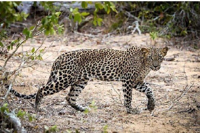 Yala Safari Private Day Tour Kaluthara/Beruwala/Bentota/Kosgoda/Ahungalla - The private drive from your hotel